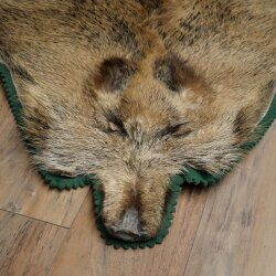 Wild boar skin Boar skin Wild boar Rind Pig rind Rug Length 180 cm 87.6.41