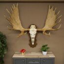 Eland klein elandgewei Gewei Breedte 77 cm Schedel trofee op gesneden trofeeplaat 79,71