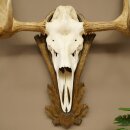 Eland klein elandgewei Gewei Breedte 77 cm Schedel trofee op gesneden trofeeplaat 79,71
