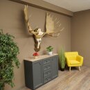 Eland klein elandgewei Gewei Breedte 77 cm Schedel trofee op gesneden trofeeplaat 79,71