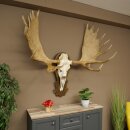 Eland klein elandgewei Gewei Breedte 77 cm Schedel trofee op gesneden trofeeplaat 79,71