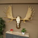 Eland klein elandgewei Gewei Breedte 77 cm Schedel trofee op gesneden trofeeplaat 79,71