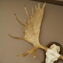 Eland klein elandgewei Gewei Breedte 77 cm Schedel trofee op gesneden trofeeplaat 79,71