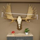Eland klein elandgewei Gewei Breedte 77 cm Schedel trofee op gesneden trofeeplaat 79,71