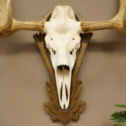 Eland klein elandgewei Gewei Breedte 77 cm Schedel trofee op gesneden trofeeplaat 79,71