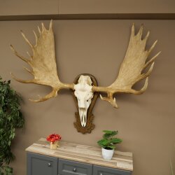 Eland klein elandgewei Gewei Breedte 77 cm Schedel trofee op gesneden trofeeplaat 79,71