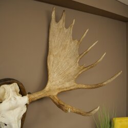 Eland klein elandgewei Gewei Breedte 77 cm Schedel trofee op gesneden trofeeplaat 79,71