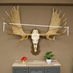 Eland klein elandgewei Gewei Breedte 77 cm Schedel trofee op gesneden trofeeplaat 79,71