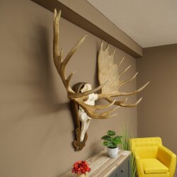Eland klein elandgewei Gewei Breedte 77 cm Schedel trofee op gesneden trofeeplaat 79,71