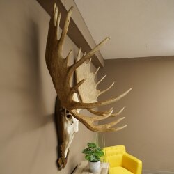 Eland klein elandgewei Gewei Breedte 77 cm Schedel trofee op gesneden trofeeplaat 79,71