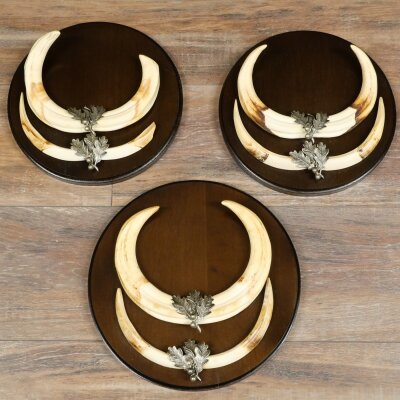 Warzenschwein 3er Set Waffen Hauer max. 27 cm Keiler Gewaff Afrika Schild 88.15.75