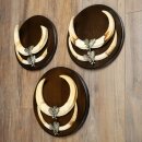 Warzenschwein 3er Set Waffen Hauer max. 27 cm Keiler Gewaff Afrika Schild 88.15.75