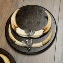 Warzenschwein 3er Set Waffen Hauer max. 27 cm Keiler Gewaff Afrika Schild 88.15.75