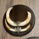 Warzenschwein 3er Set Waffen Hauer max. 27 cm Keiler Gewaff Afrika Schild 88.15.75