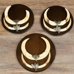 Warzenschwein 3er Set Waffen Hauer max. 27 cm Keiler Gewaff Afrika Schild 88.15.75