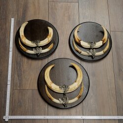 Warzenschwein 3er Set Waffen Hauer max. 27 cm Keiler Gewaff Afrika Schild 88.15.75