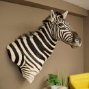 Testa di zebra – Preparato di testa di zebra...