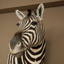 Testa di zebra – Preparato di testa di zebra Hartmann con autorizzazione alla vendita 87.100.23