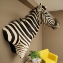 Testa di zebra – Preparato di testa di zebra Hartmann con autorizzazione alla vendita 87.100.23