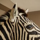 Testa di zebra – Preparato di testa di zebra Hartmann con autorizzazione alla vendita 87.100.23