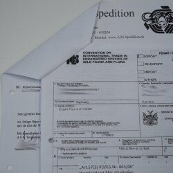 Testa di zebra – Preparato di testa di zebra Hartmann con autorizzazione alla vendita 87.100.23