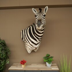 Testa di zebra – Preparato di testa di zebra Hartmann con autorizzazione alla vendita 87.100.23