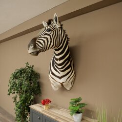 Testa di zebra – Preparato di testa di zebra Hartmann con autorizzazione alla vendita 87.100.23