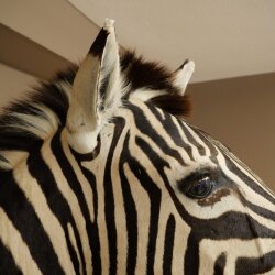 Testa di zebra – Preparato di testa di zebra Hartmann con autorizzazione alla vendita 87.100.23
