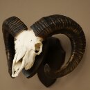 Mufflon (Ovis gmelini musimon) Widder älteres Geweih Schädeltrophäe Hornlänge 69 cm auf Trophäenschild 82.1.135