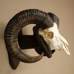 Mufflon (Ovis gmelini musimon) Widder älteres Geweih Schädeltrophäe Hornlänge 69 cm auf Trophäenschild 82.1.135