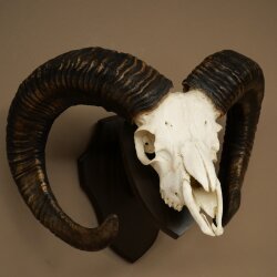 Mufflon (Ovis gmelini musimon) Widder älteres Geweih Schädeltrophäe Hornlänge 69 cm auf Trophäenschild 82.1.135