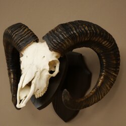 Mufflon (Ovis gmelini musimon) Widder älteres Geweih Schädeltrophäe Hornlänge 69 cm auf Trophäenschild 82.1.135