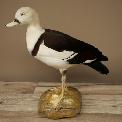 Oie de Radjah délevage baguée, spécimen empaillé, spécimen entier, objet de décoration, en vente libre