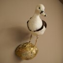 Oie de Radjah délevage baguée, spécimen empaillé, spécimen entier, objet de décoration, en vente libre