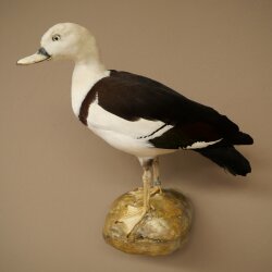 Oie de Radjah délevage baguée, spécimen empaillé, spécimen entier, objet de décoration, en vente libre