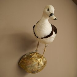 Oie de Radjah délevage baguée, spécimen empaillé, spécimen entier, objet de décoration, en vente libre