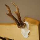 Geweih Garderobe mit 7 Hirschspitzen Haken auf Holzbrett Rehgeweih Wandgarderobe Unikat 27.8.124