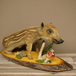 Frischling Ganzpräparat Höhe 31 cm auf Dekoplatte sitzend Schwein Wildschwein Präparat Deko 34.2.38