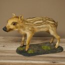 Jeune sanglier entier, hauteur 32 cm, debout, cochon,...