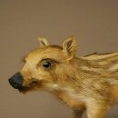 Jeune sanglier entier, hauteur 32 cm, debout, cochon,...