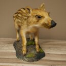 Jeune sanglier entier, hauteur 32 cm, debout, cochon, sanglier, préparation décorative 34.2.37