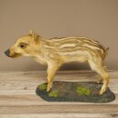 Jeune sanglier entier, hauteur 32 cm, debout, cochon, sanglier, préparation décorative 34.2.37