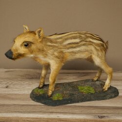 Jeune sanglier entier, hauteur 32 cm, debout, cochon, sanglier, préparation décorative 34.2.37