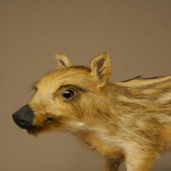 Jeune sanglier entier, hauteur 32 cm, debout, cochon, sanglier, préparation décorative 34.2.37