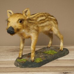 Jeune sanglier entier, hauteur 32 cm, debout, cochon, sanglier, préparation décorative 34.2.37
