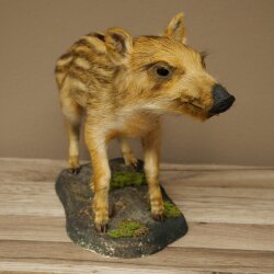 Jeune sanglier entier, hauteur 32 cm, debout, cochon, sanglier, préparation décorative 34.2.37