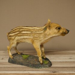Jeune sanglier entier, hauteur 32 cm, debout, cochon, sanglier, préparation décorative 34.2.37