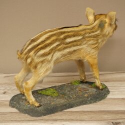 Jeune sanglier entier, hauteur 32 cm, debout, cochon, sanglier, préparation décorative 34.2.37