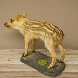 Jeune sanglier entier, hauteur 32 cm, debout, cochon, sanglier, préparation décorative 34.2.37