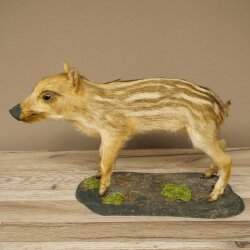Jeune sanglier entier, hauteur 32 cm, debout, cochon, sanglier, préparation décorative 34.2.37